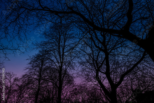 Spooky blue and purple sky and trees at dusk