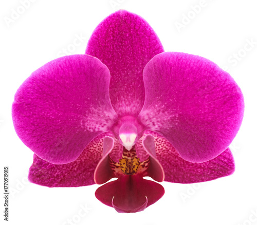 Moth Orchid flower head