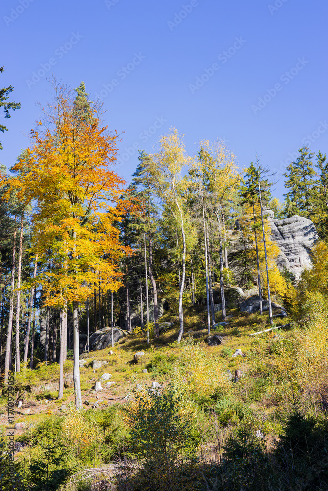 Fototapeta premium Autumn forest and rocks under a blue sky on a sunny day. Cat Rocks, Czech Republic
