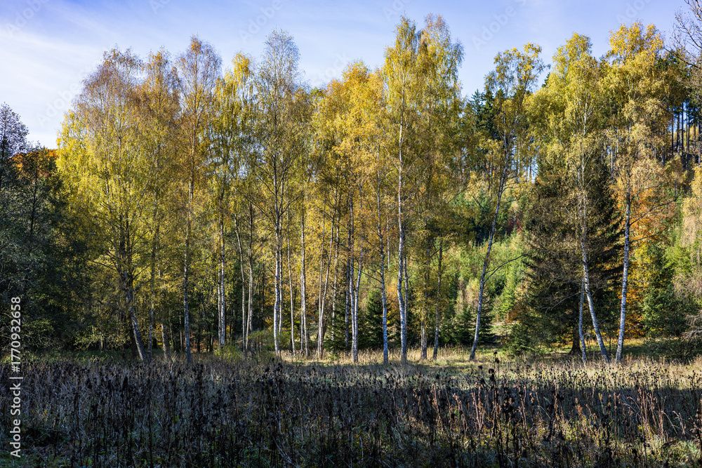Fototapeta premium Autumn forest. Golden autumn. Forest in bright autumn colors on a sunny day. 