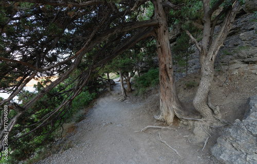 Golitsyn Mountain Trail in Crimea at sunrise, among pine and cypress trees