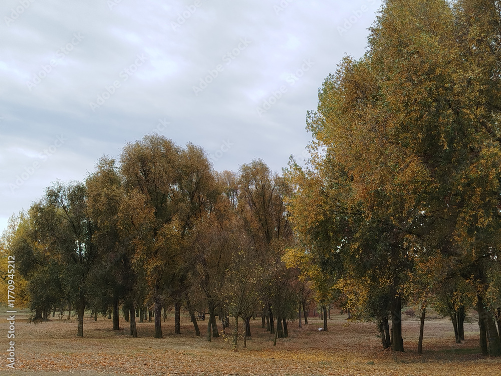 Fototapeta premium Bosque otoñal con luz de mañana