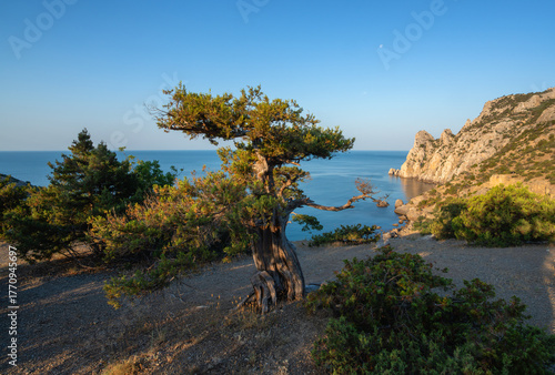 Scenic ancient juniper against the azure sea in Novy Svet, Crimea