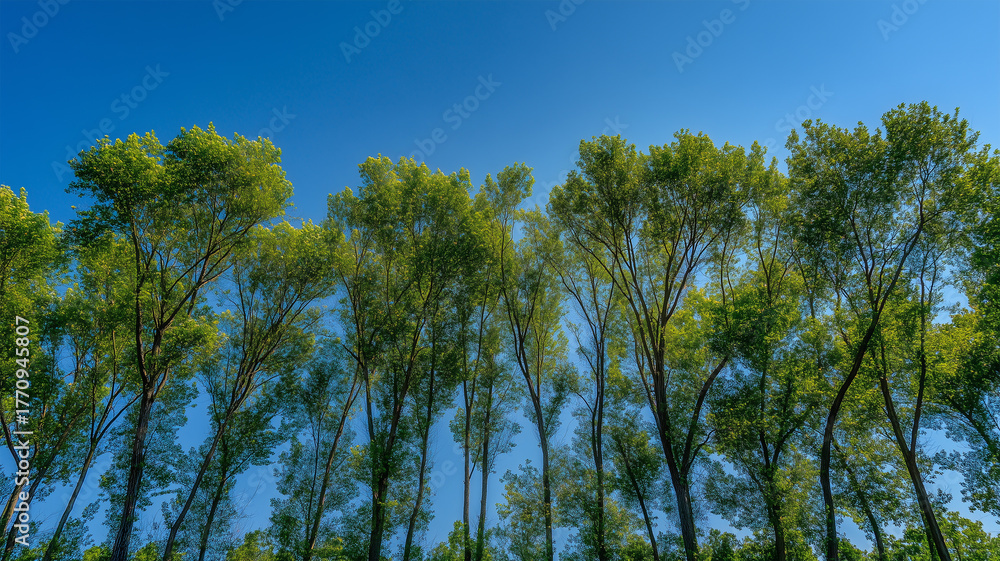 Obraz premium 空へ伸びる緑の並木と真夏の青空