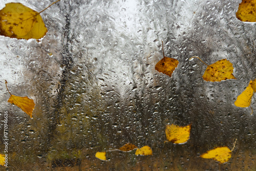 Raindrops and autumn leaves create a mood of melancholy and coziness