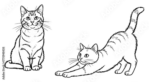 Domestic tabby cat illustrations – sitting and stretching poses set