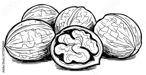 Papier peint Whole and cracked walnuts with kernel – detailed hand‑drawn food illustration