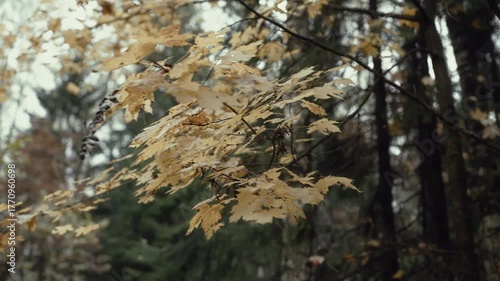 Conifer and deciduous branches swaying in autumn forest wind