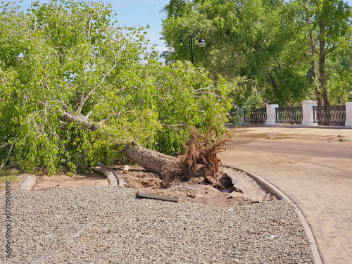 fallen tree with its roots exposed, leaning to one side. Storm Aftermath. powerful weather forces