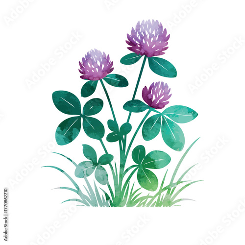 Watercolor clover object. Beautiful flower. Hand drawn. Not AI, vector illustration.