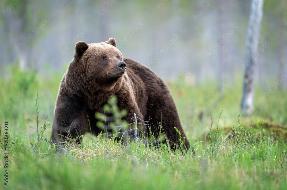 Fototapeta premium Wild brown bear ( Ursus arctos )