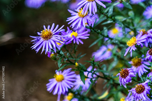 Obraz na plátně Fleurs violets en automne au parc Orangerie à Strasbourg