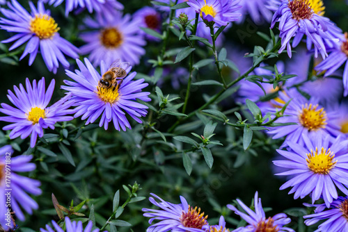 Fotografie Fleurs violets en automne au parc Orangerie à Strasbourg