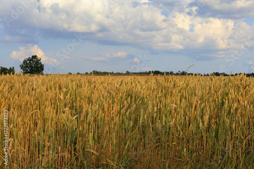 Wheat field a sunny summer day. Landscape view. 
