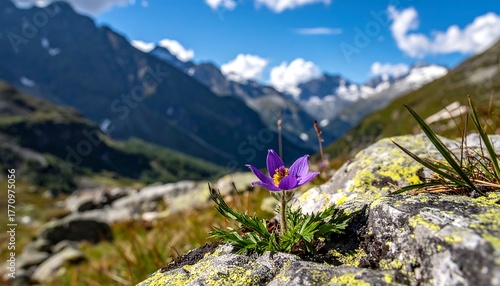 Vibrant purple alpine flower blooms on rocky mountain slope under blue sky