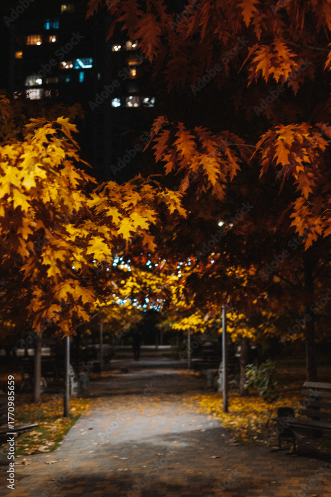 Naklejka premium Autumn park path at night with illuminated oak trees and city lights. The golden leaves of the trees are lit up at night, creating a beautiful and serene atmosphere in the park. Night street lighting.