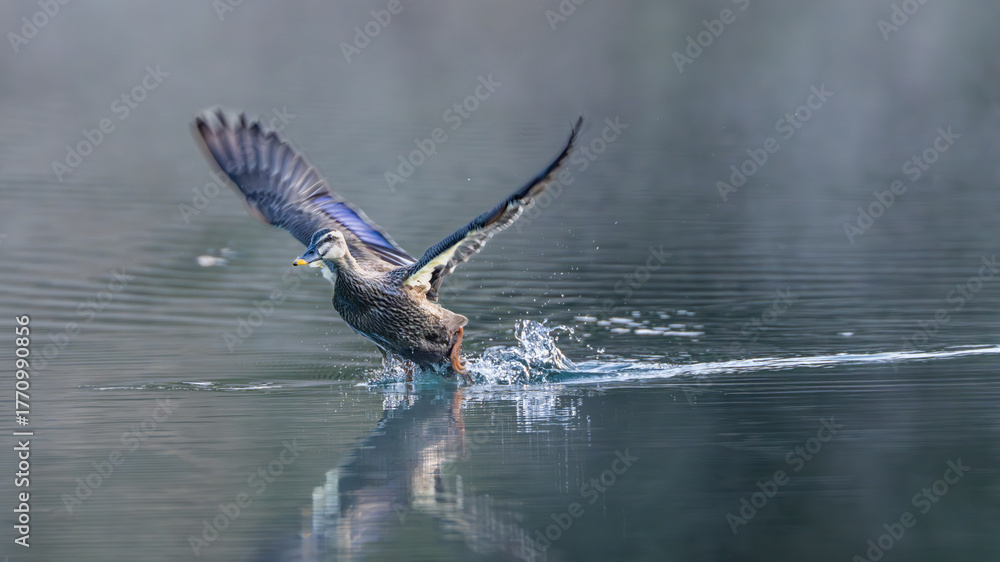 Obraz premium 飛び立つカルガモ