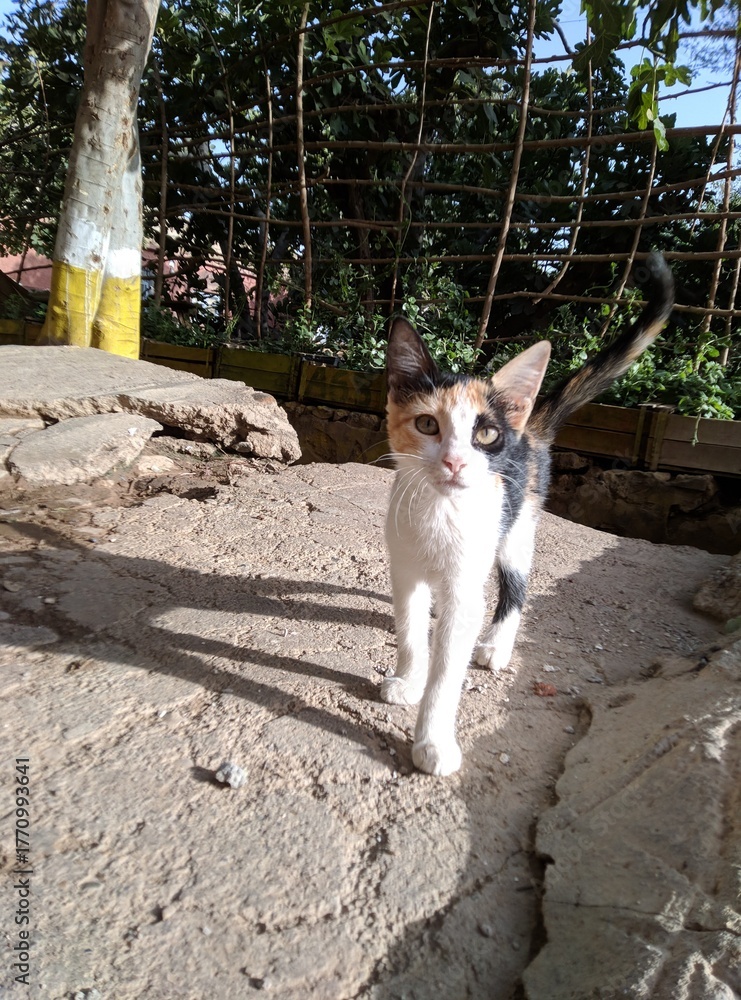 Fototapeta premium Cute young calico kitten resting and exploring outdoors