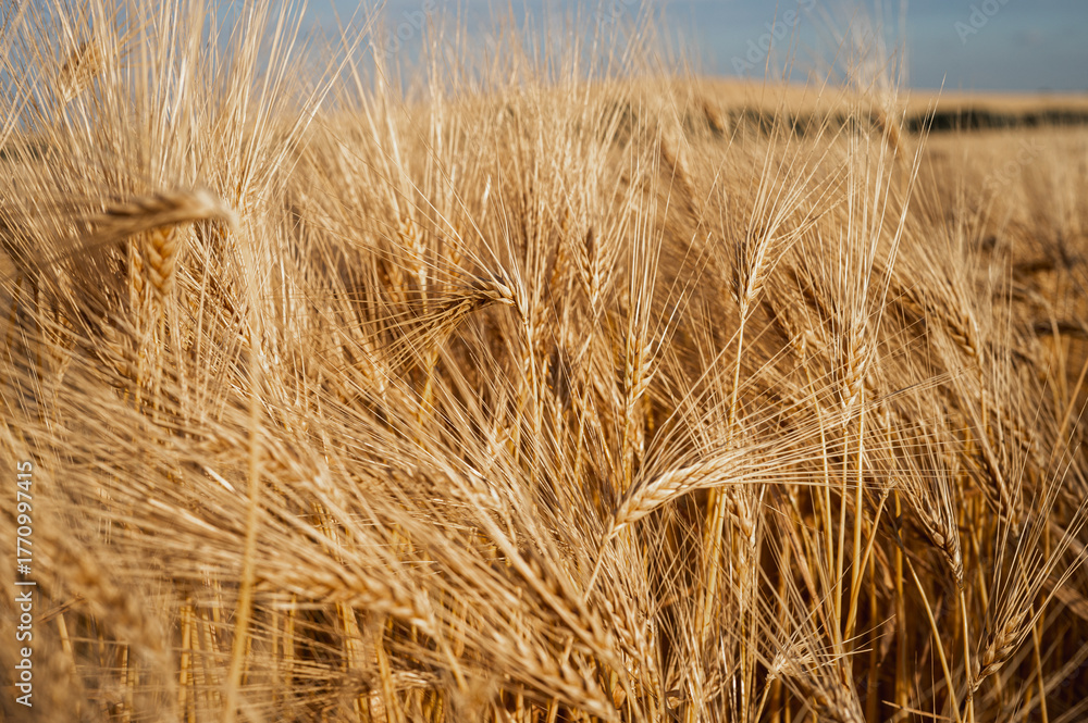 Fototapeta premium Golden wheat ears in a field under the sun. A symbol of harvest, fertility, and agriculture, representing bountiful nature