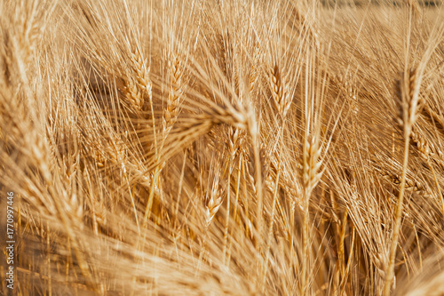 Golden wheat field at sunset, close-up. Ripe ears symbolize harvest, abundance, and natural beauty. Perfect for agriculture, food, and seasonal themes