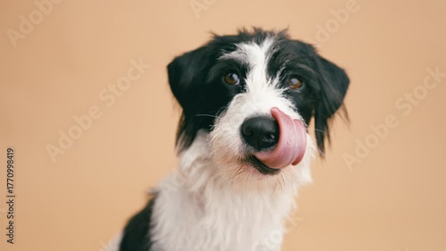 Curious black and white terrier dog licking its lips