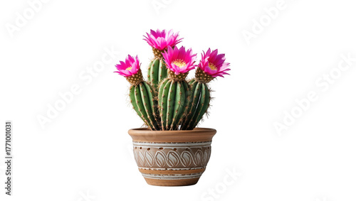 Potted cactus with vibrant pink flowers isolated on transparent background