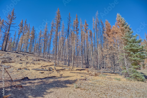 Burned Forest at North Rim AZ