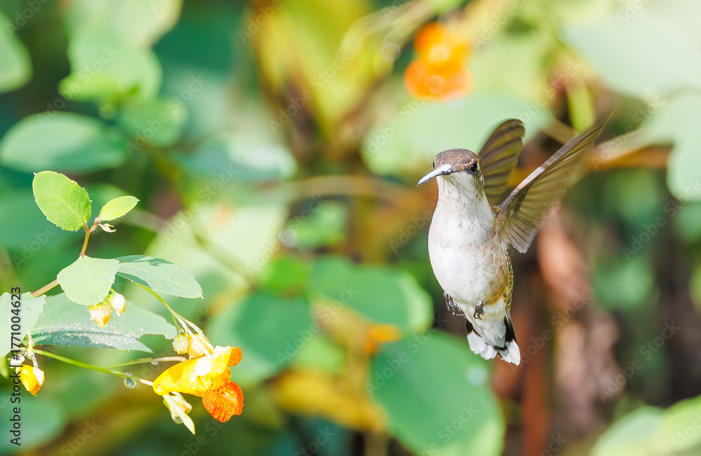 Naklejka premium Ruby throated hummingbird in a field of jewel weed flowers in Roswell Georgia.