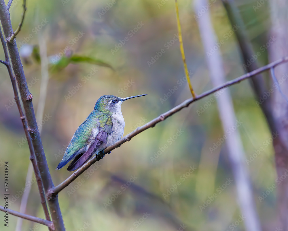 Naklejka premium Ruby throated hummingbird in a field of jewel weed flowers in Roswell Georgia.