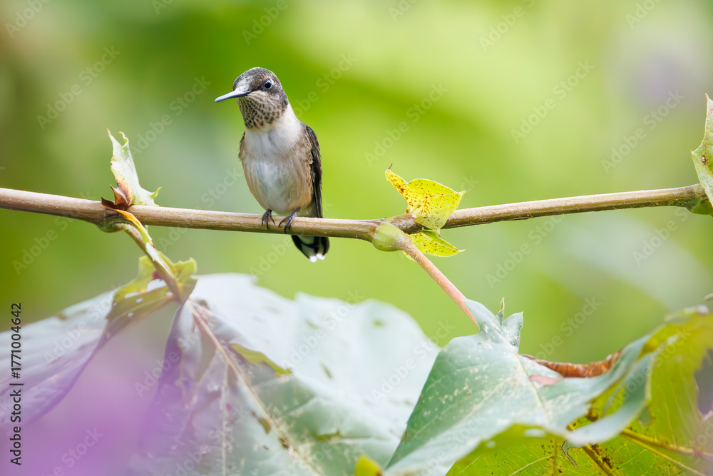 Obraz premium Ruby throated hummingbird in a field of jewel weed flowers in Roswell Georgia.