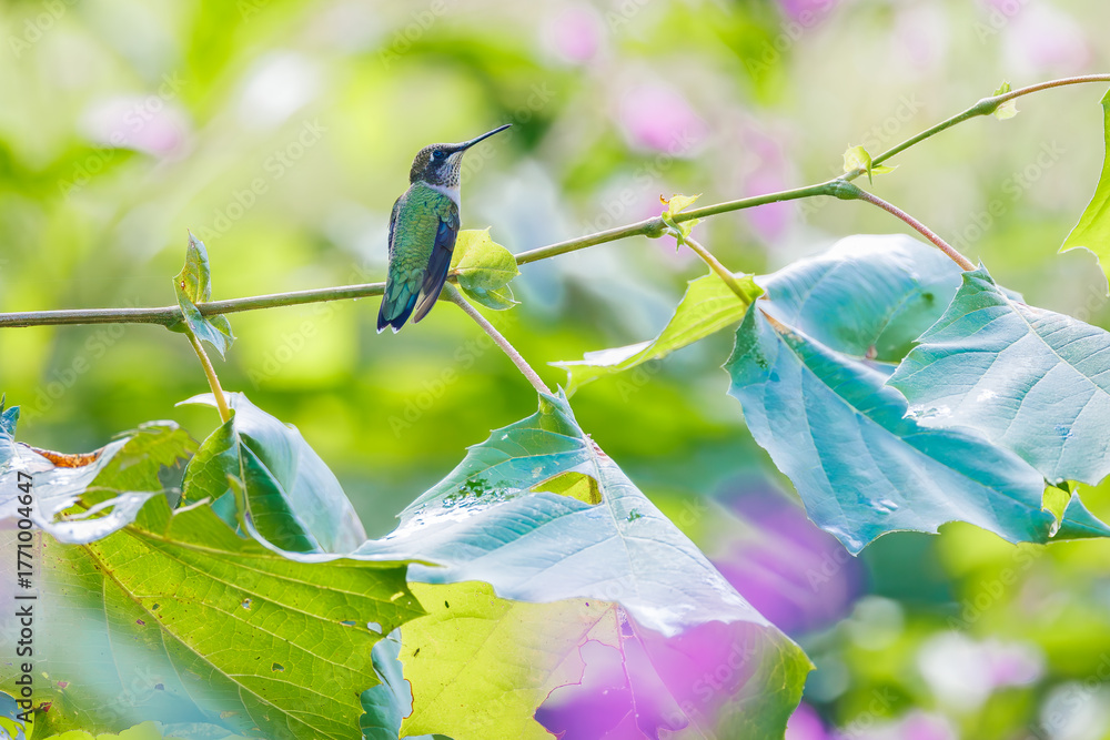 Obraz premium Ruby throated hummingbird in a field of jewel weed flowers in Roswell Georgia.