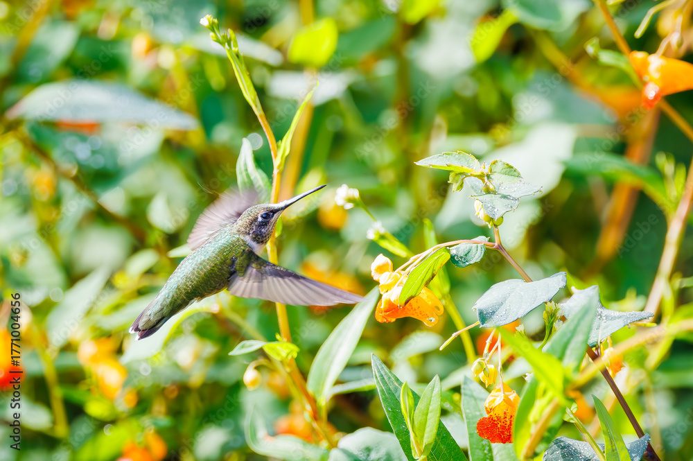 Naklejka premium Ruby throated hummingbird in a field of jewel weed flowers in Roswell Georgia.