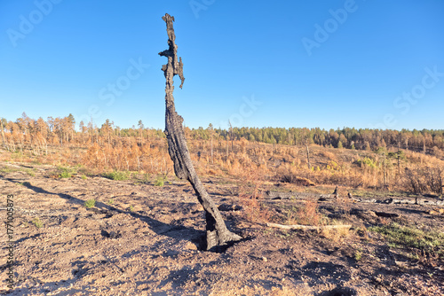 Fire devastation at North Rim AZ