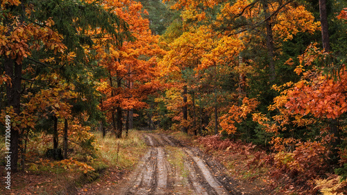 A colorful autumn forest with a dirt road. Lush red-orange-yellow foliage. Vibrant October colors. Photo of a natural woodland landscape. Multicolor widescreen panoramic side view in 16x9 format