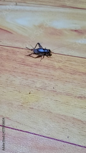 Foto This is a cricket, a small insect known for its chirping sound and long antennae