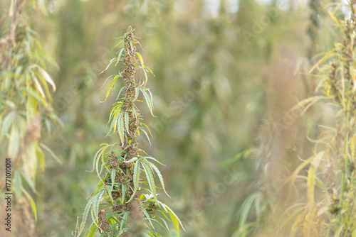 Field landscape with cannabis, used for medical treatment of fatal diseases like cancer, smoking for fun causing addiction, and for industrial use like constructions, textile production, insulation.