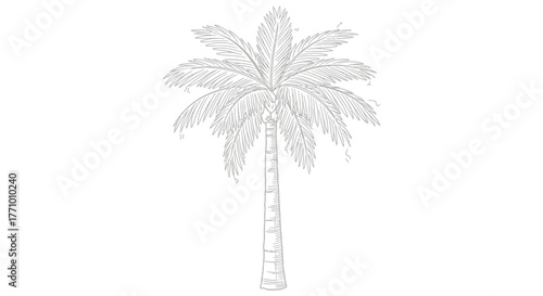 Elegant palm tree illustration, detailed line art on a clean background