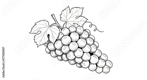 Elegant grape cluster illustration in black and white contour style