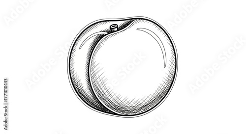 Elegant hand drawn peach illustration on simple white background