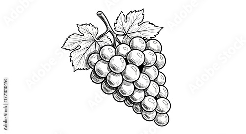 Elegant Hand-Drawn Grape Cluster Illustration with Delicate Leaf Detail