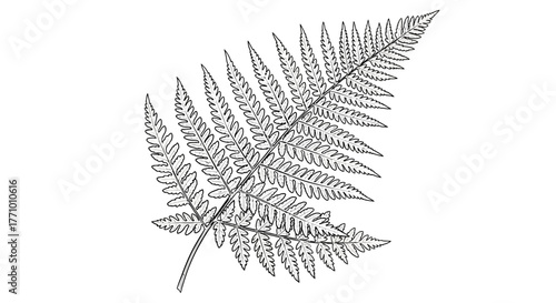 Elegant line art illustration of a fern frond with detailed foliage