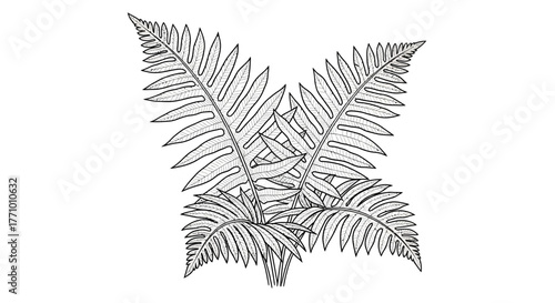 Elegant line drawing of stylized fern fronds with intricate details