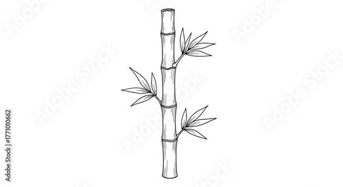 Elegant minimalistic bamboo stalk vector illustration on white backdrop