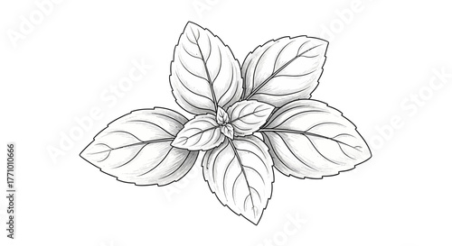 Elegant monochrome drawing of basil leaves, delicate botanical illustration