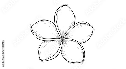 Elegant monochrome frangipani blossom illustration with detailed strokes