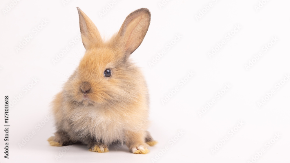 Obraz premium Bunny easter fluffy rabbits posing on white nature background on sunny day, Lovely mammal with beautiful bright eyes in nature life. Symbol animal of easter day. Healthy rabbit in many colors. 