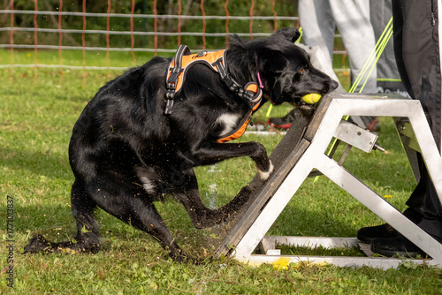border collie en flyball