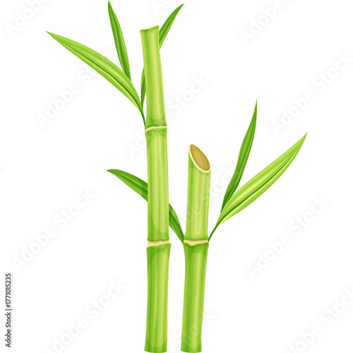 Wallpaper Mural Green Bamboo Stalks With Leaves On A Transparent Background With Natural Lighting And Detailed Texture Representing Growth And Nature In Asian Culture Torontodigital.ca