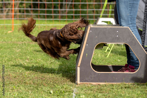 cocker en flyball