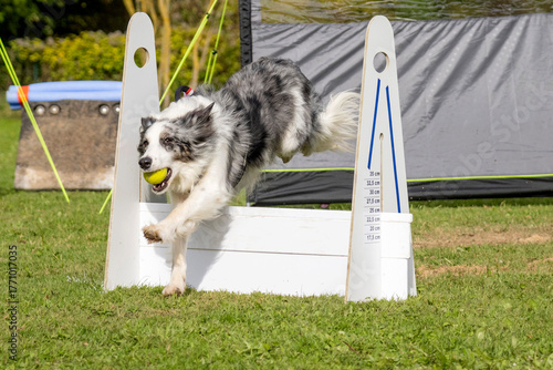 border collie en flyball